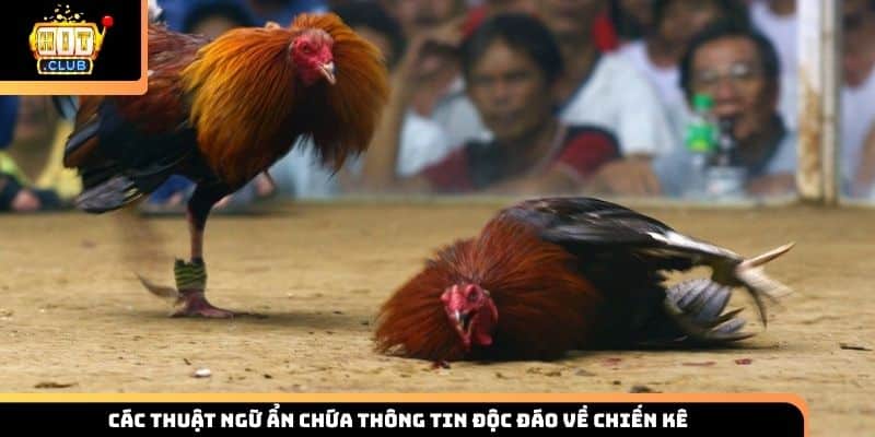 Các thuật ngữ ẩn chứa thông tin độc đáo về chiến kê